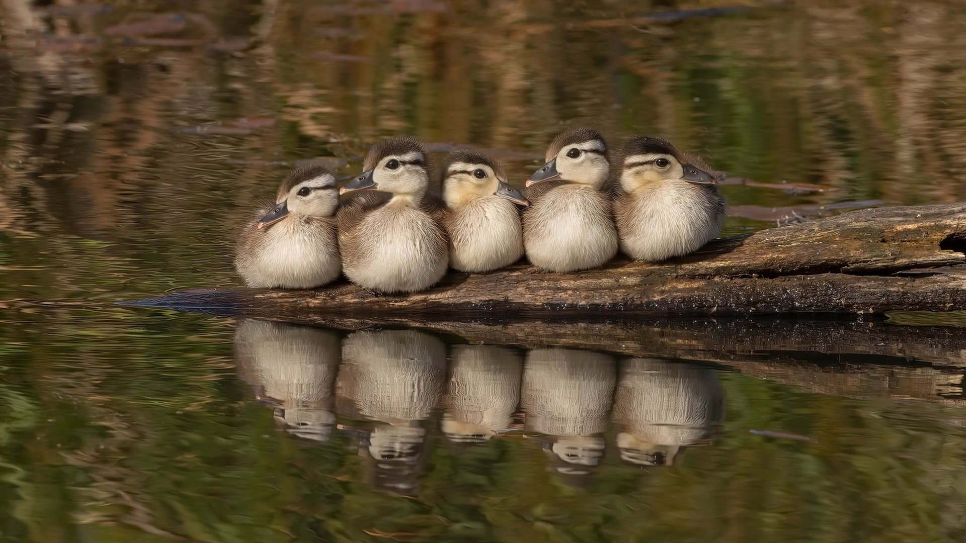 凯尔特人战术板记录曝光攻守分明，凯尔特人战报