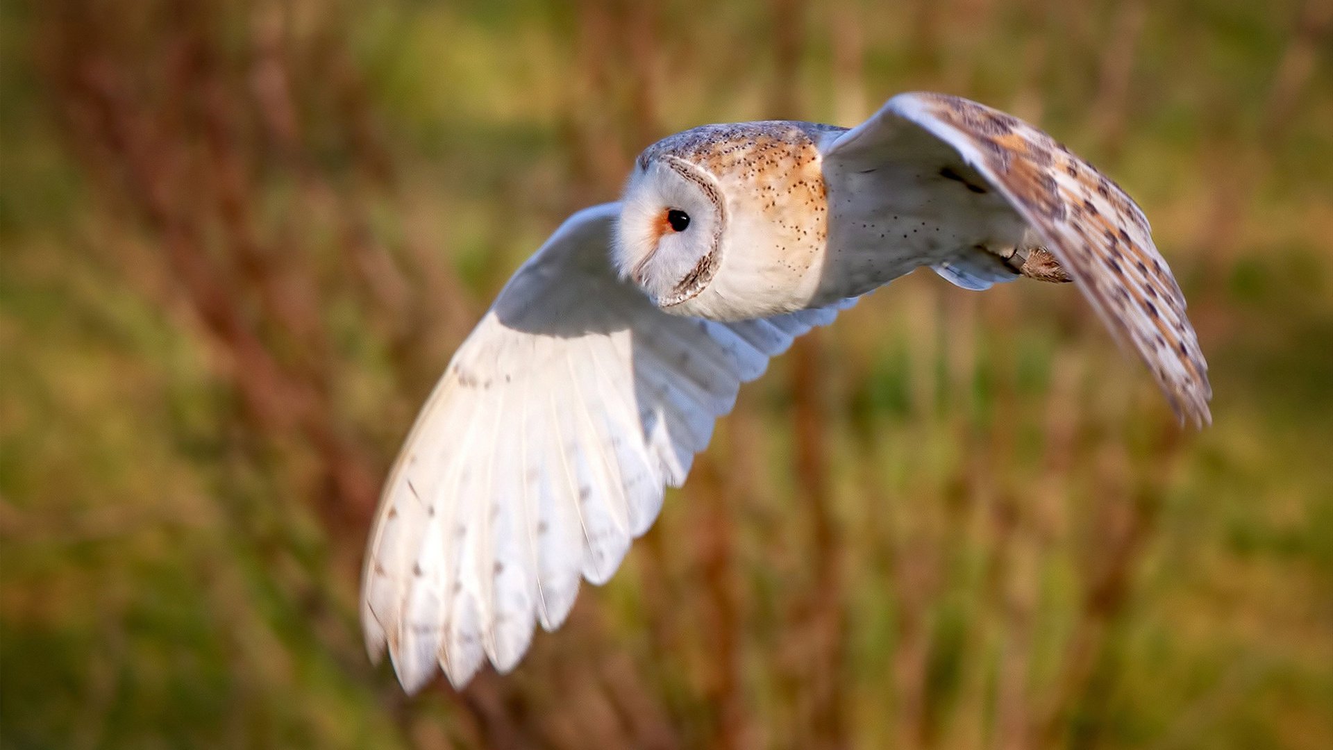 国家队组织体能专项比拼强化比赛持续作战能力,国家队 体能