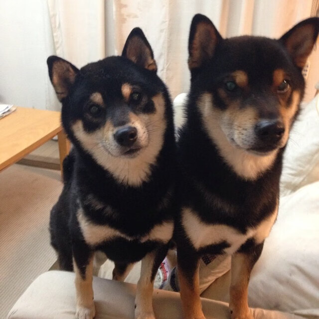 科斯冲刺阶段爆发力惊艳全场，科斯介绍