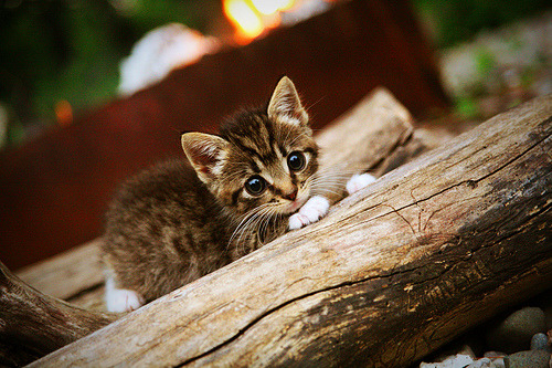 职业联赛数据分析体系不断完善支持教练战术决策,中国职业联赛存在的问题及其解决方法