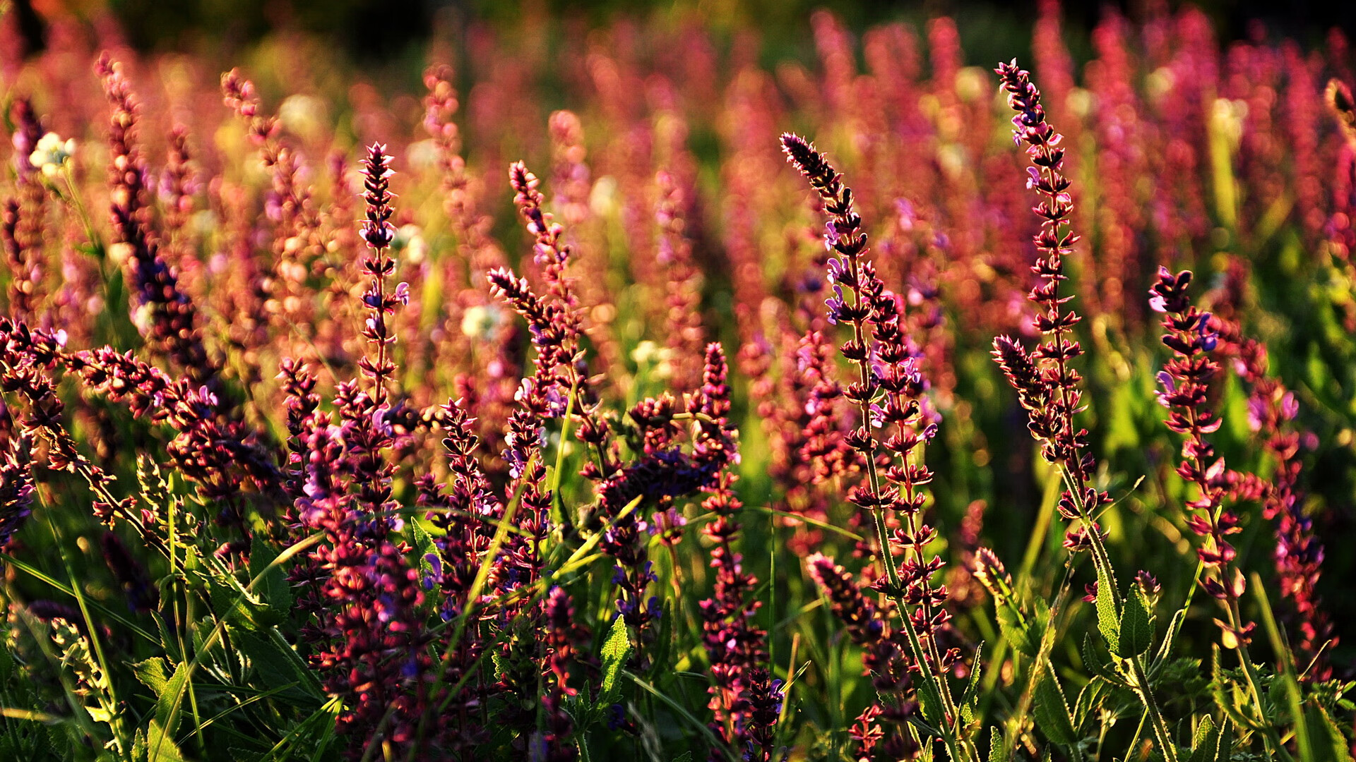 麦克沃伊:经验让我更冷静冲刺,麦克沃伊学霸